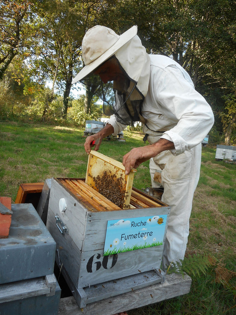 La ruche Fumeterre