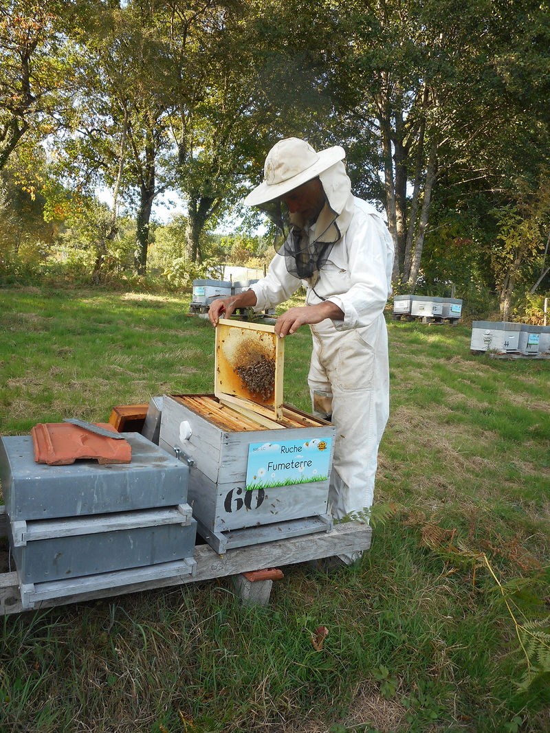 La ruche Fumeterre