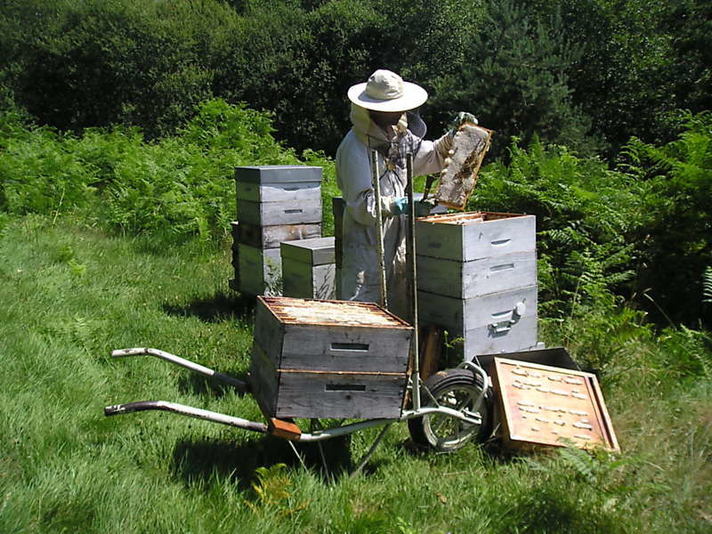 La ruche Fumeterre