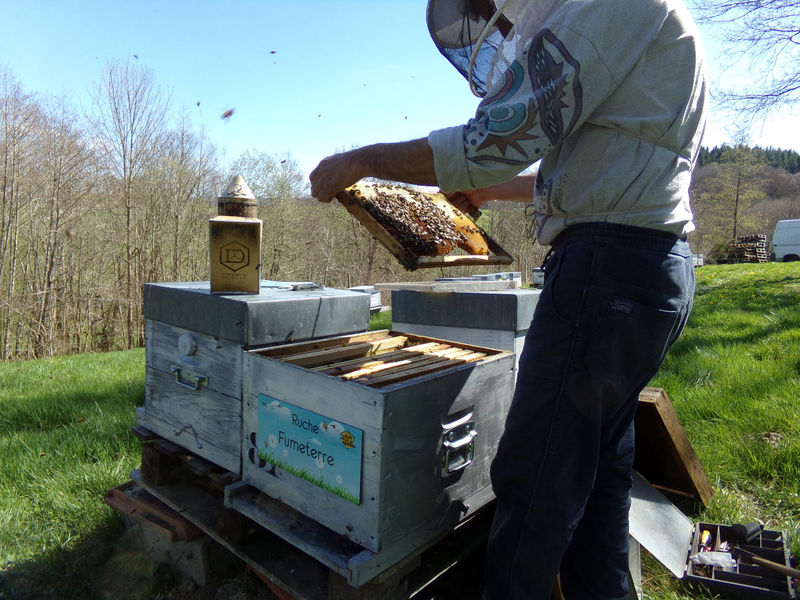 La ruche Fumeterre
