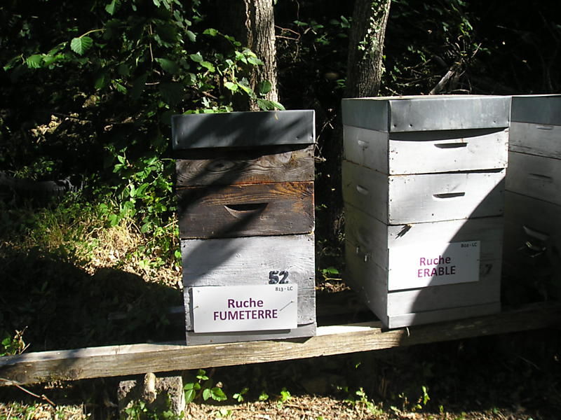 La ruche Fumeterre