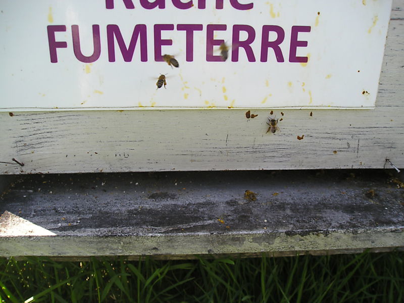La ruche Fumeterre