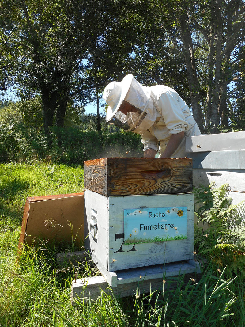 La ruche Fumeterre