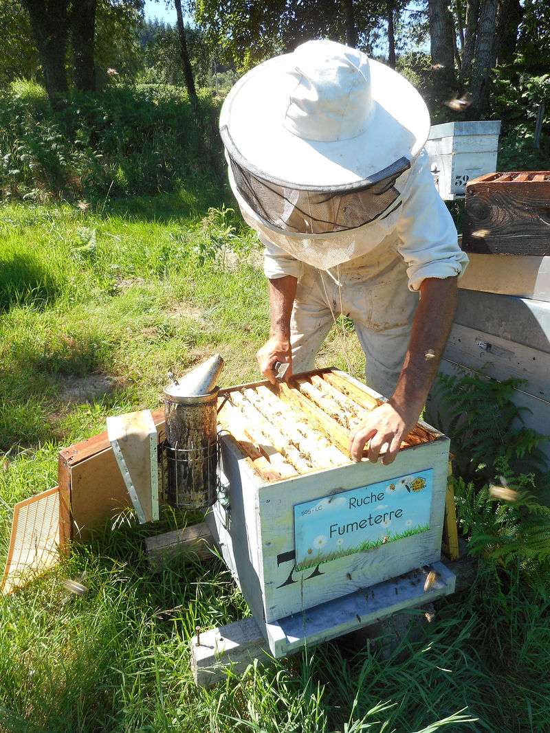 La ruche Fumeterre
