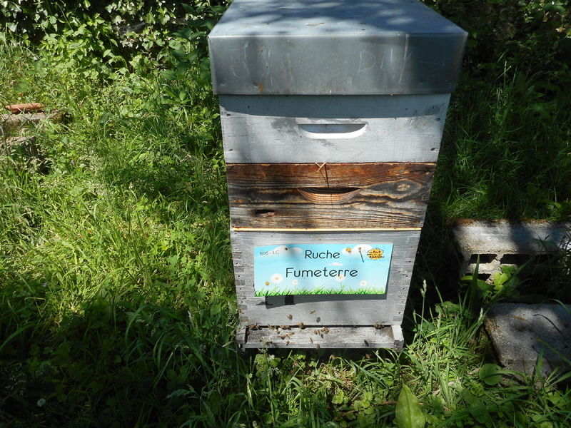 La ruche Fumeterre