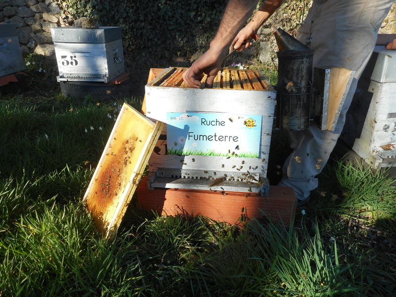 La ruche Fumeterre