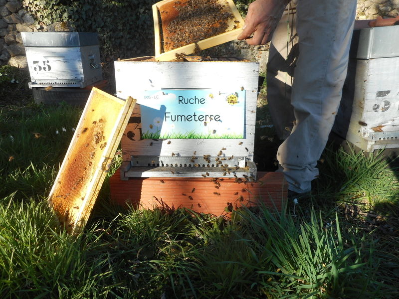 La ruche Fumeterre
