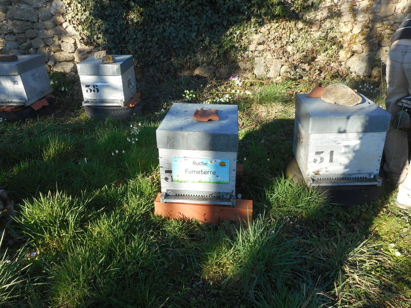 La ruche Fumeterre
