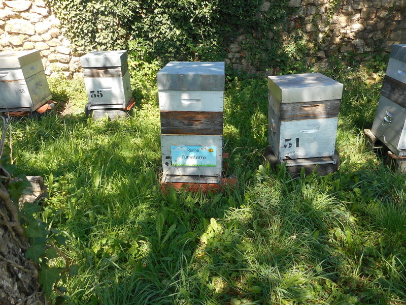 La ruche Fumeterre