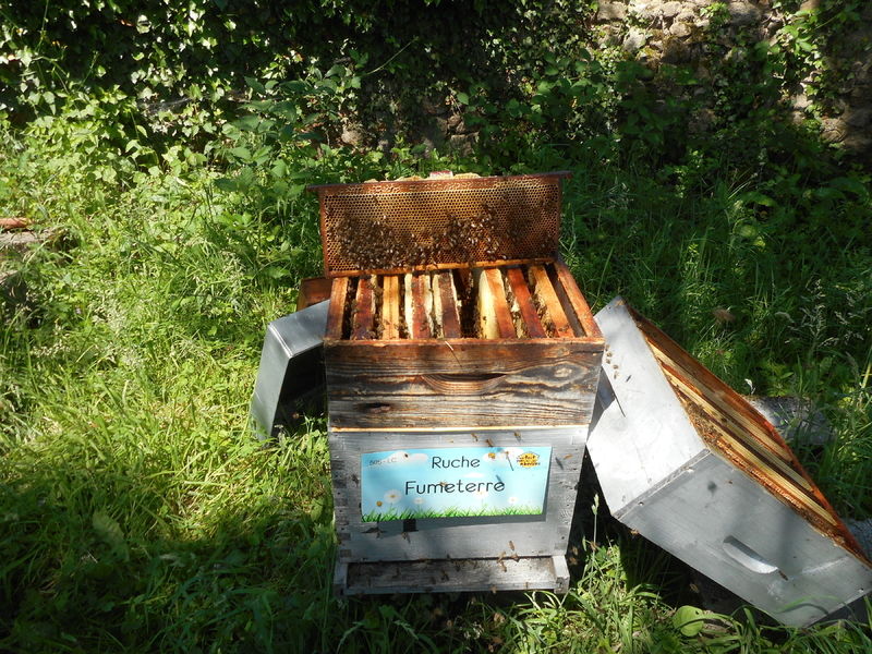 La ruche Fumeterre