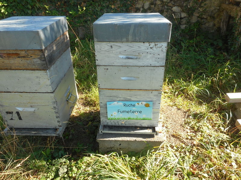 La ruche Fumeterre