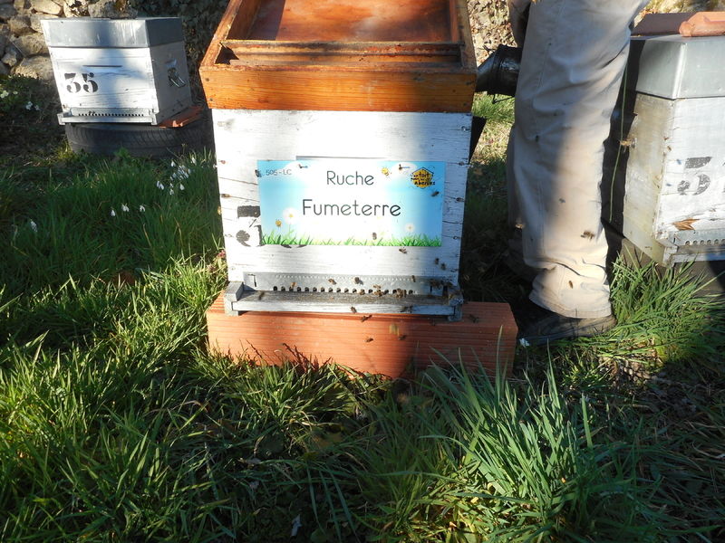 La ruche Fumeterre