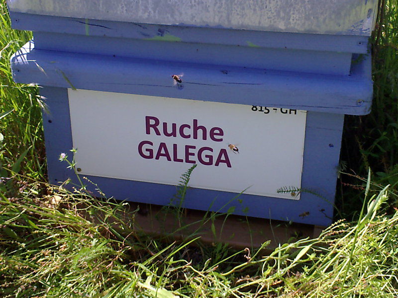 La ruche Galéga