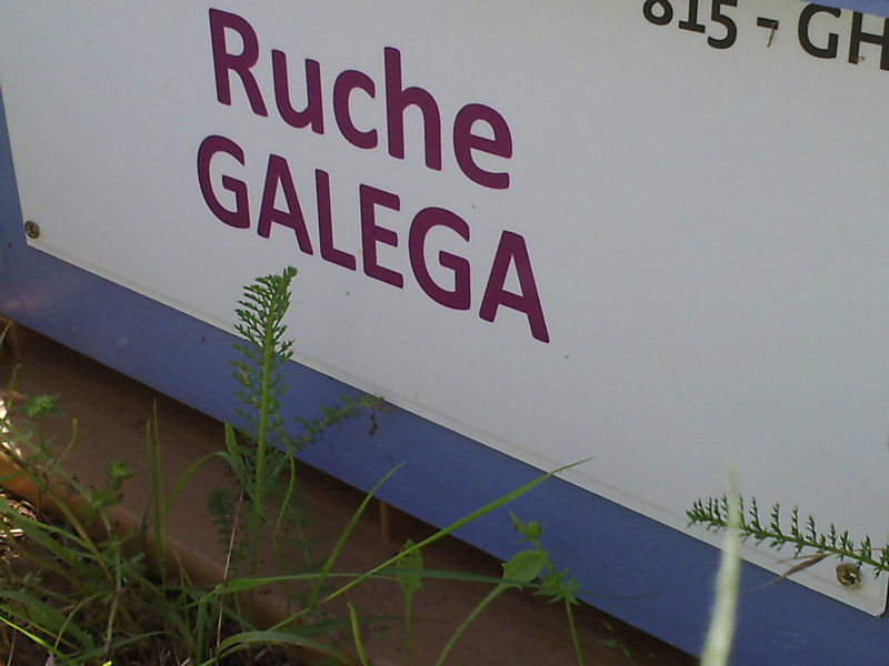 La ruche Galéga