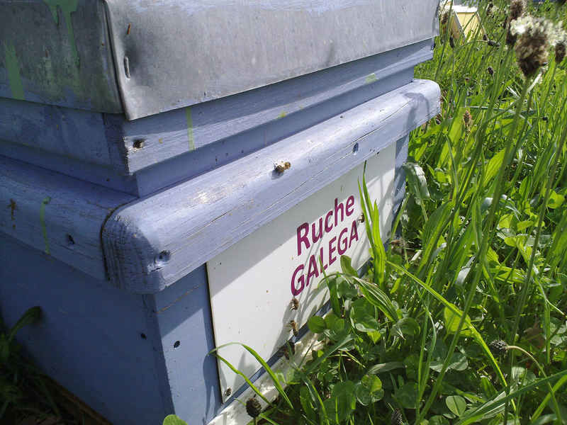 La ruche Galéga