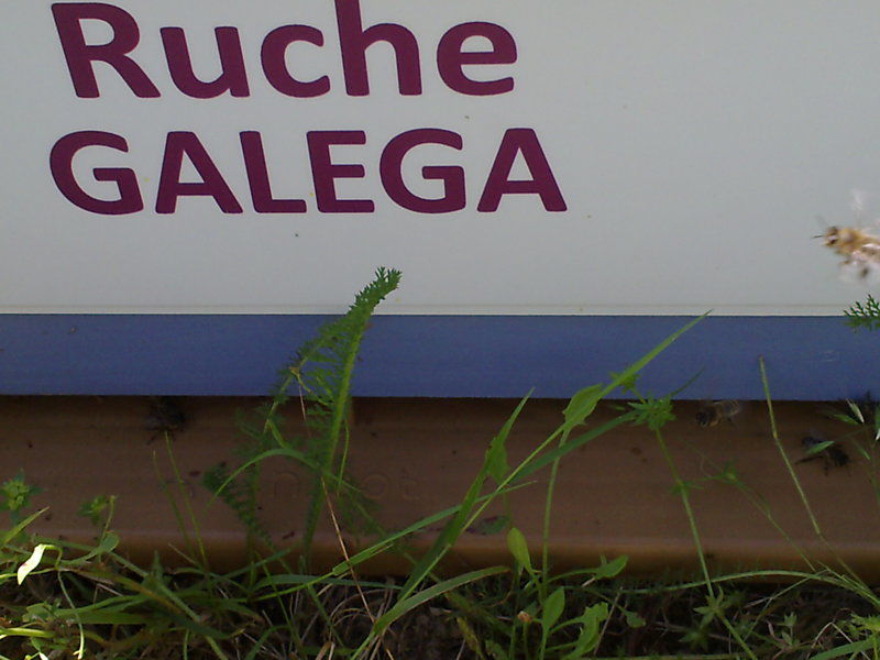 La ruche Galéga