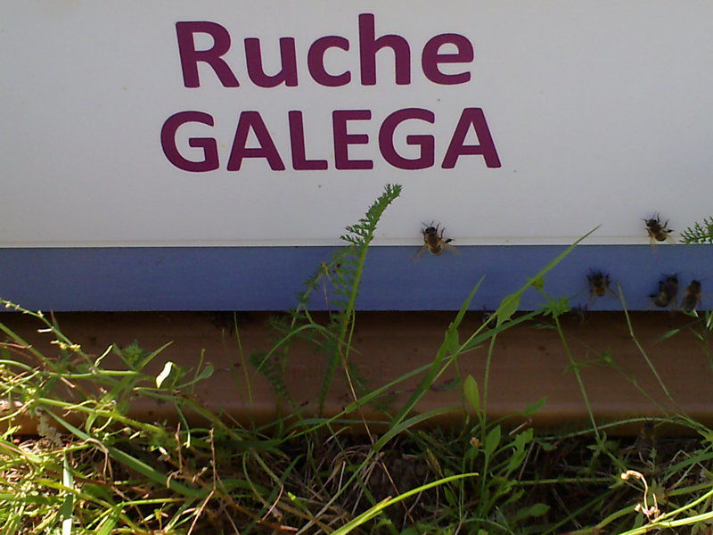 La ruche Galéga