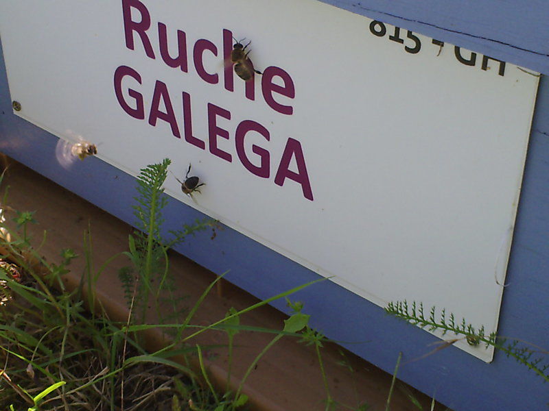 La ruche Galéga