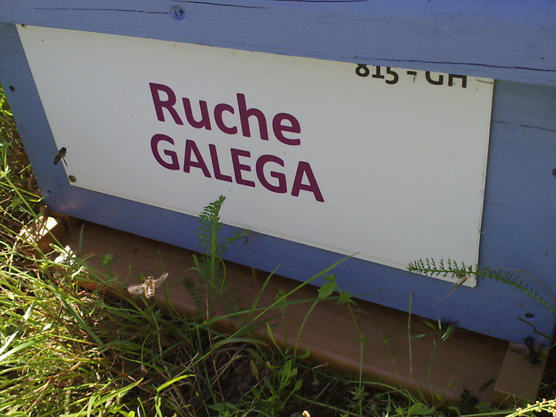 La ruche Galéga