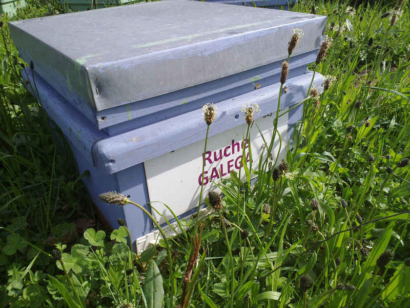 La ruche Galéga