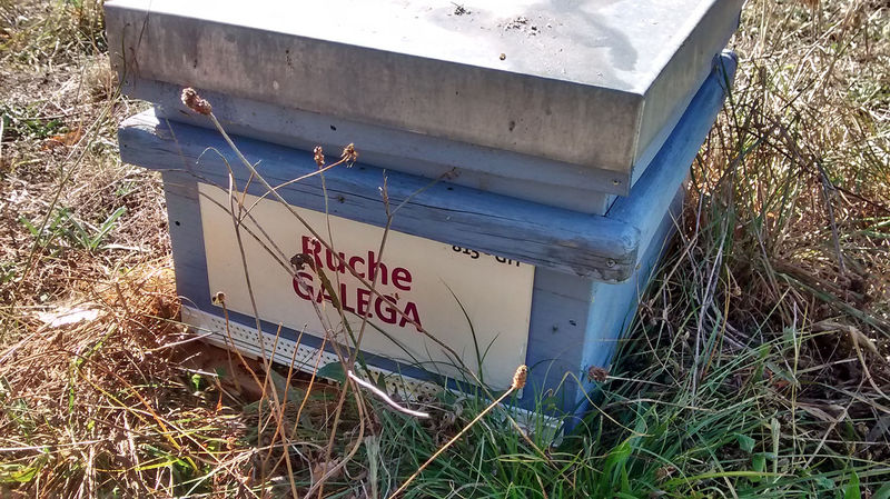 La ruche Galéga