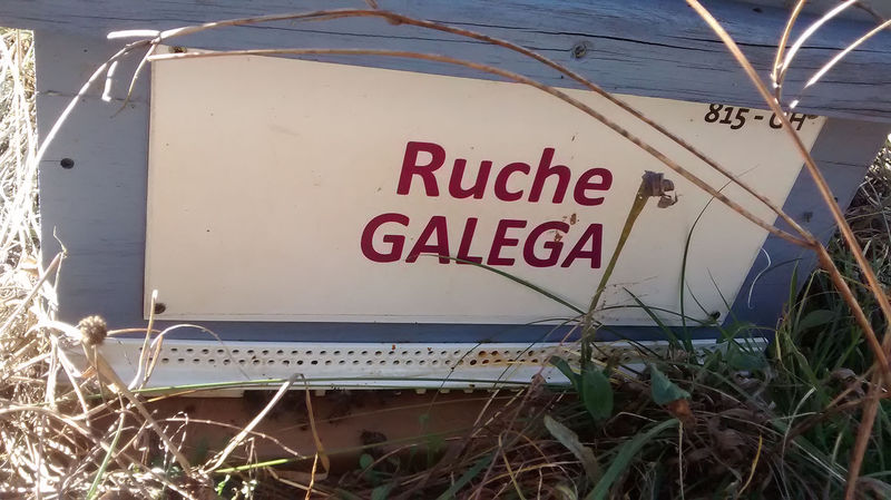 La ruche Galéga