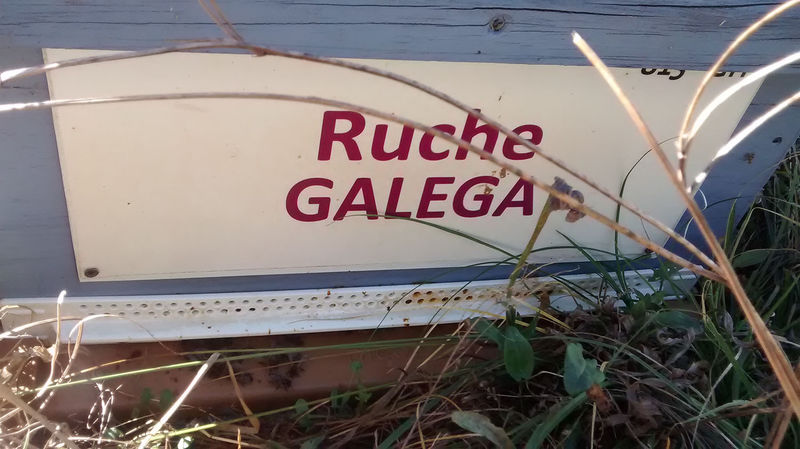 La ruche Galéga