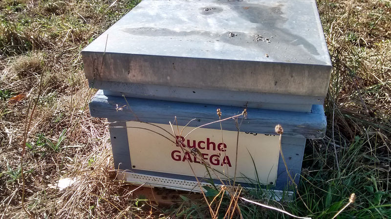 La ruche Galéga