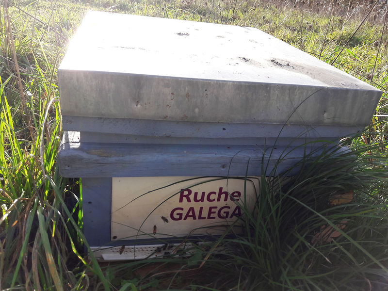 La ruche Galéga