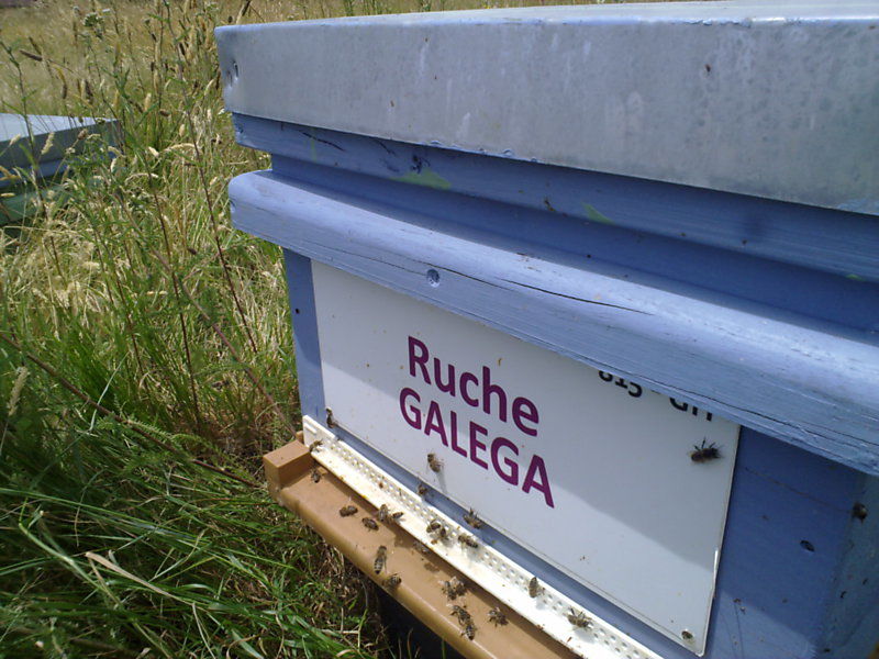 La ruche Galéga