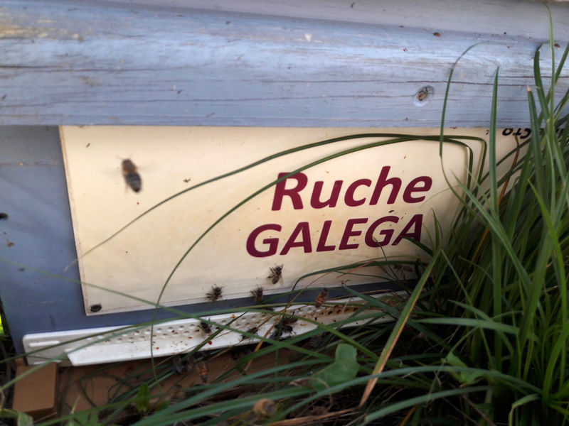 La ruche Galéga