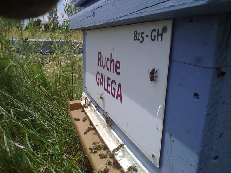 La ruche Galéga
