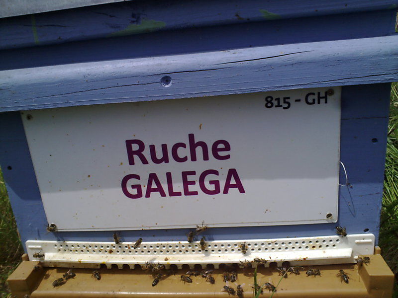 La ruche Galéga
