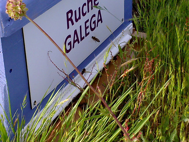La ruche Galéga