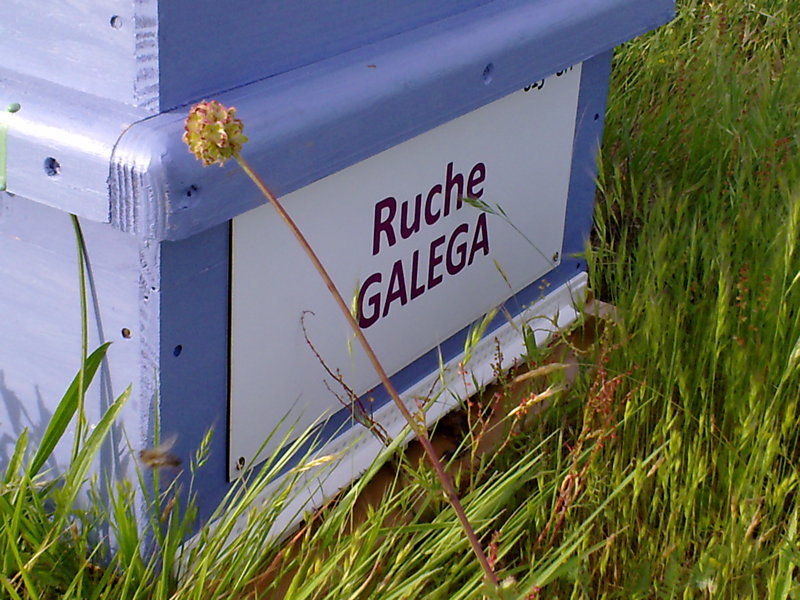 La ruche Galéga