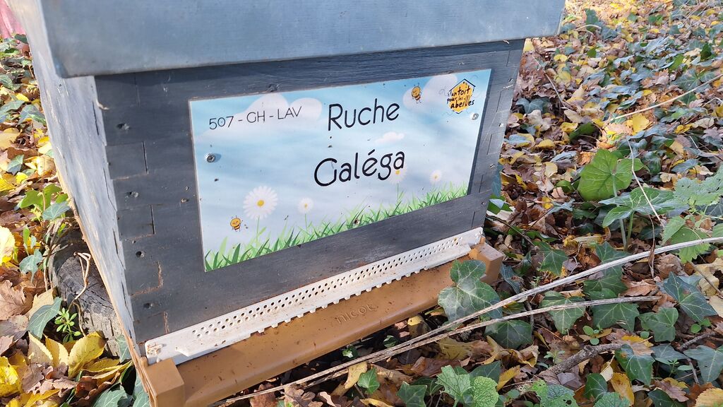 La ruche Galéga