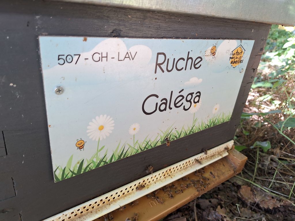 La ruche Galéga