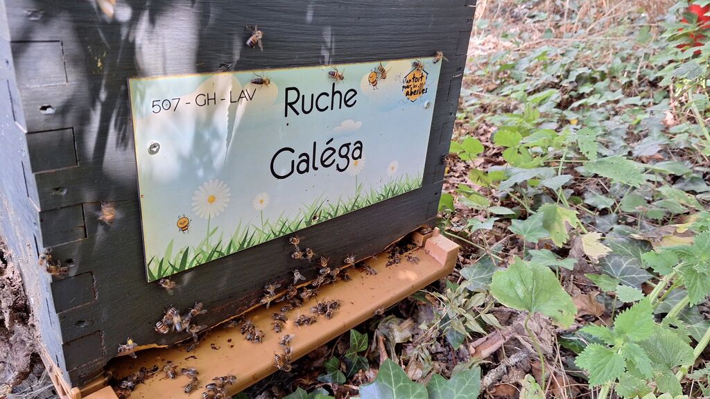 La ruche Galéga