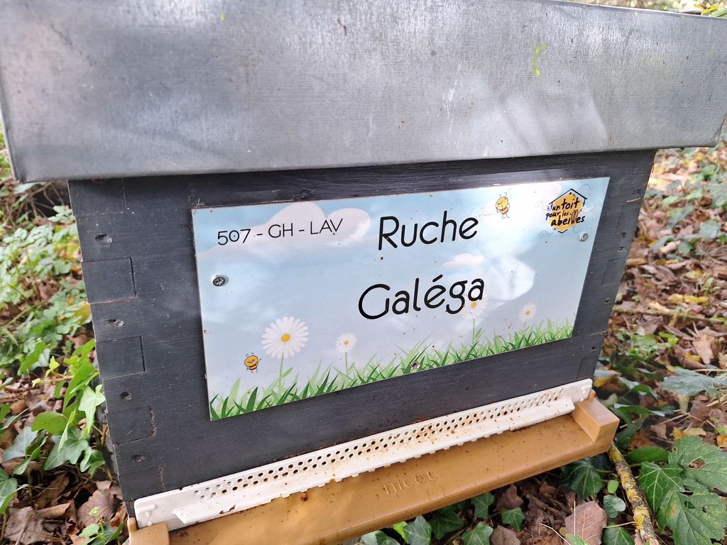 La ruche Galéga