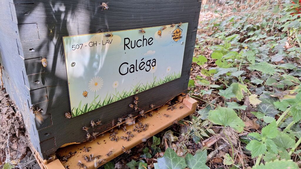La ruche Galéga