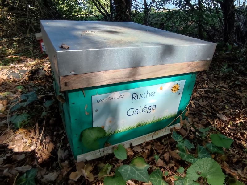 La ruche Galéga