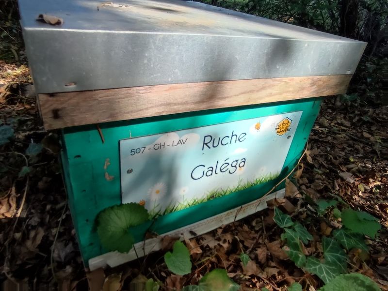 La ruche Galéga