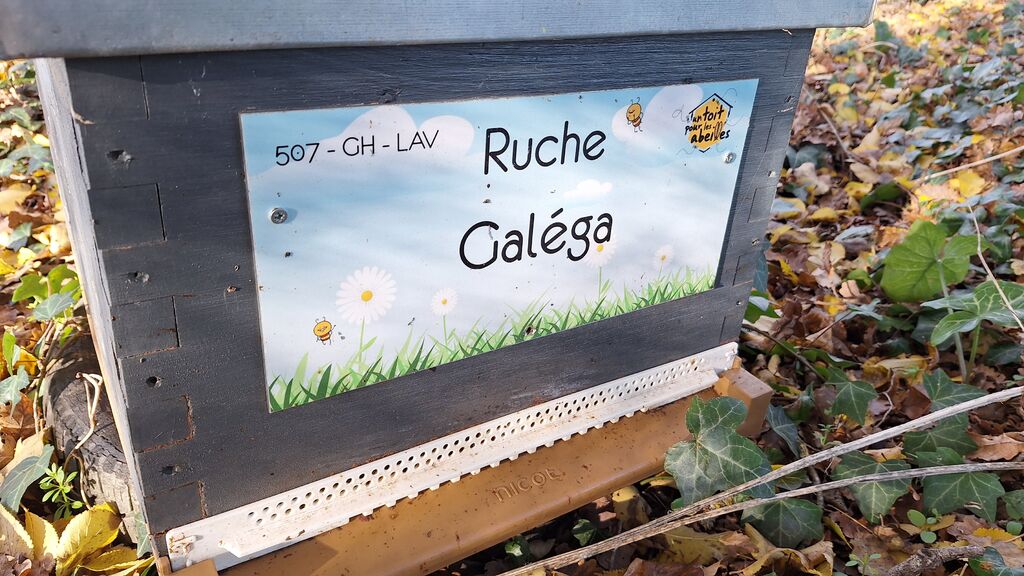 La ruche Galéga