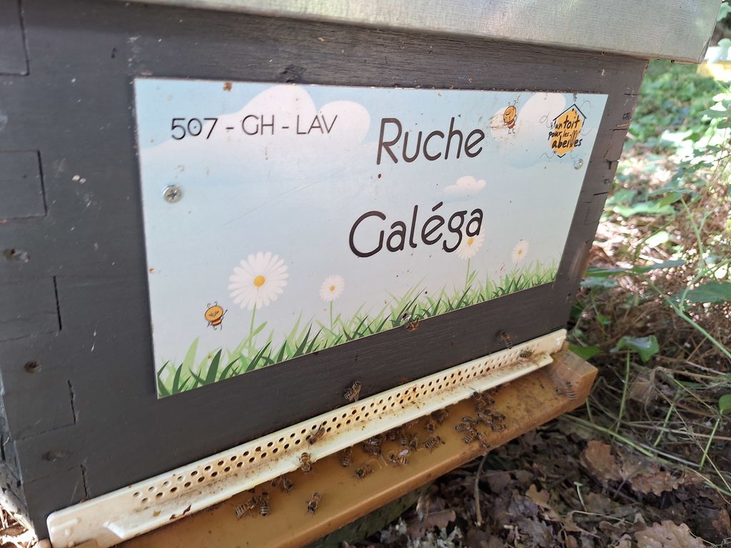La ruche Galéga
