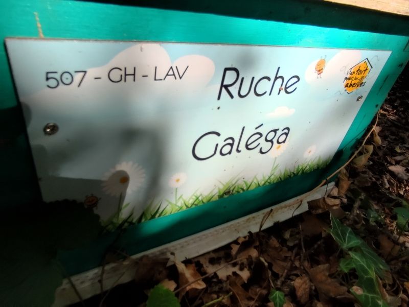 La ruche Galéga