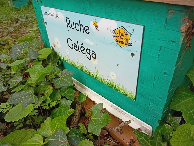 La ruche Galéga