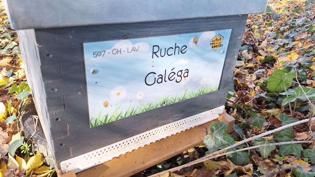 La ruche Galéga