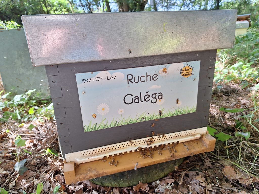 La ruche Galéga