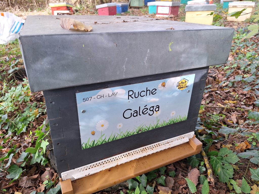 La ruche Galéga