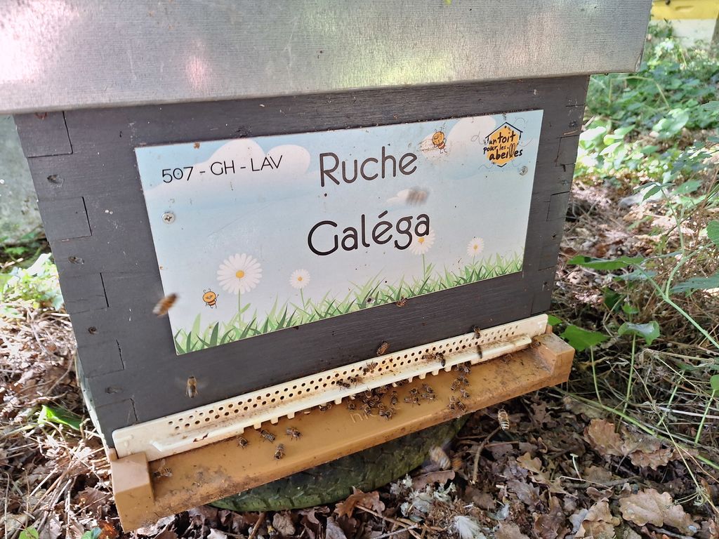 La ruche Galéga